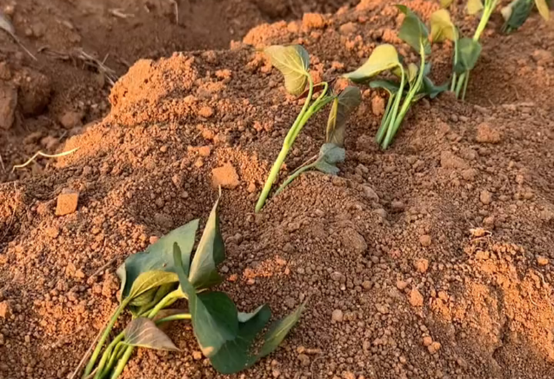 栽种红薯苗别大意,掌握4点移栽技巧!红薯缓苗快,薯块又大又多