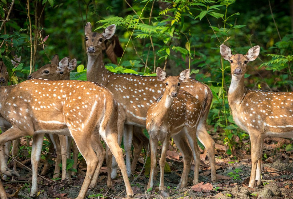 梅花鹿在我国是濒危物种,在日本发展现状如何?