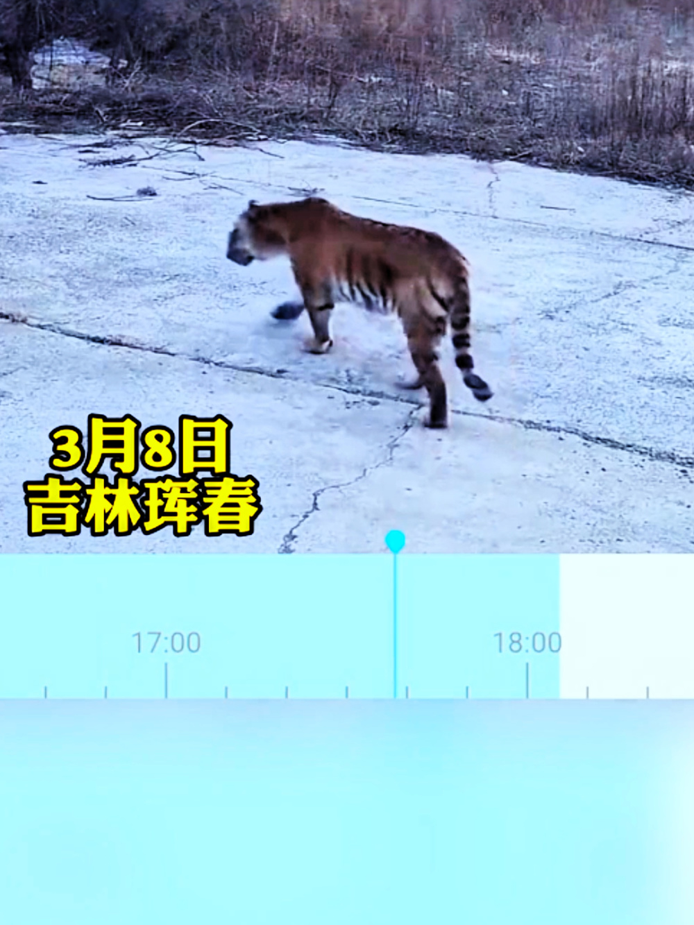 村民家监控拍到四只东北虎家门口游荡,虎妈生娃需满足哪些硬性条件?