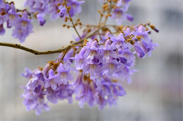 清明节气物候桐花美诗六首:紫桐花发即清明,桐花覆水葛溪长