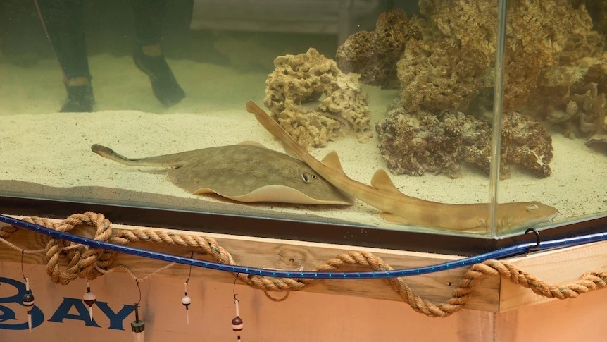 美国水族馆一刺魟怀孕,与之同栖的只有鲨鱼,谁是刺魟?