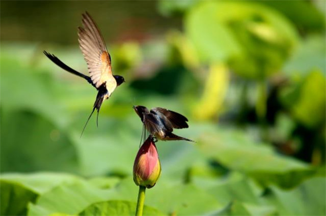 春燕美诗九首翩翩双燕画堂开为谁归去为谁来