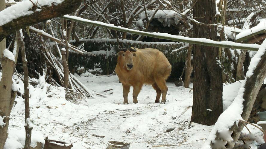 四川九寨沟出现神兽"六不像",集体走上公路,见车会主动让路_腾讯新闻