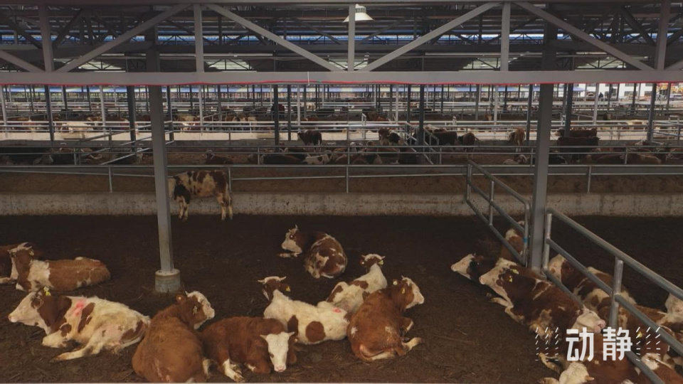 强龙头,广带动,沿河肉牛养殖"链"出新活力_腾讯新闻