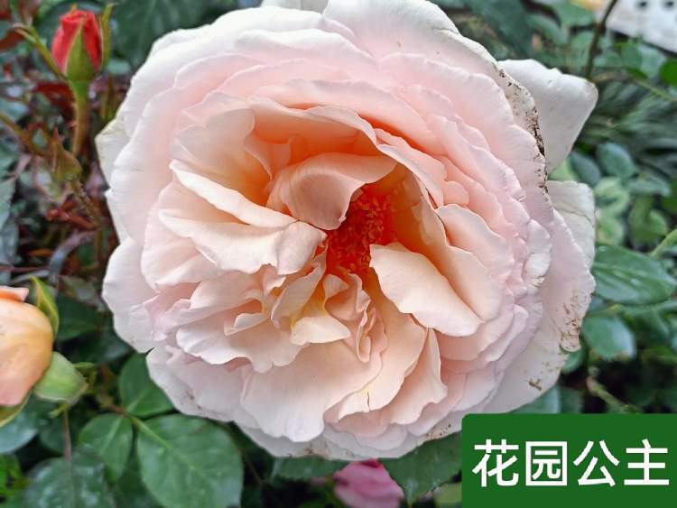 月季花盛开在古旧的铁轨边