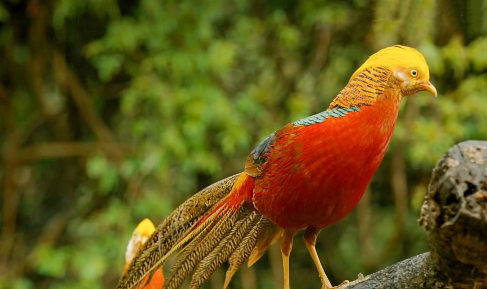 甘肃发现3只红凤凰头顶金色皇冠两只雄鸟为爱大打出手