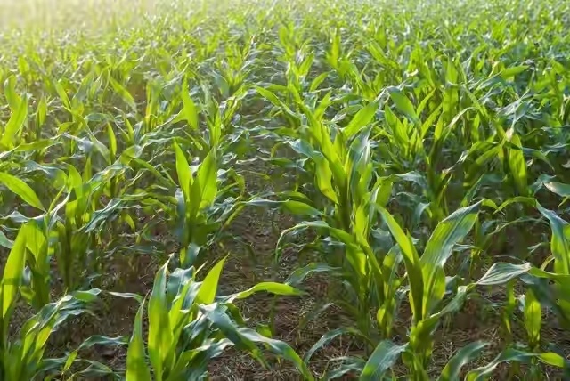 玉米亩产2000斤,追肥要做好这7件事,苗全苗壮,轻轻松松得高产