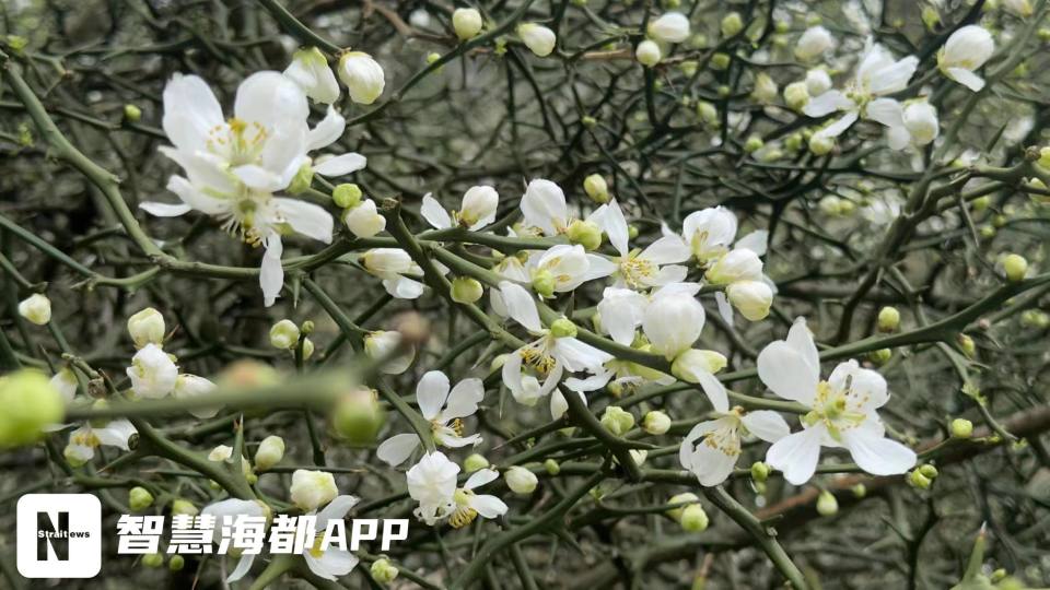 白色枳壳、粉色月见、紫藤花瀑.....福州4月赏花指南来了！_腾讯新闻