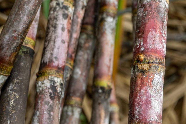 甘蔗五不吃吃了冬难安爱吃甘蔗的要留意别再没病找病