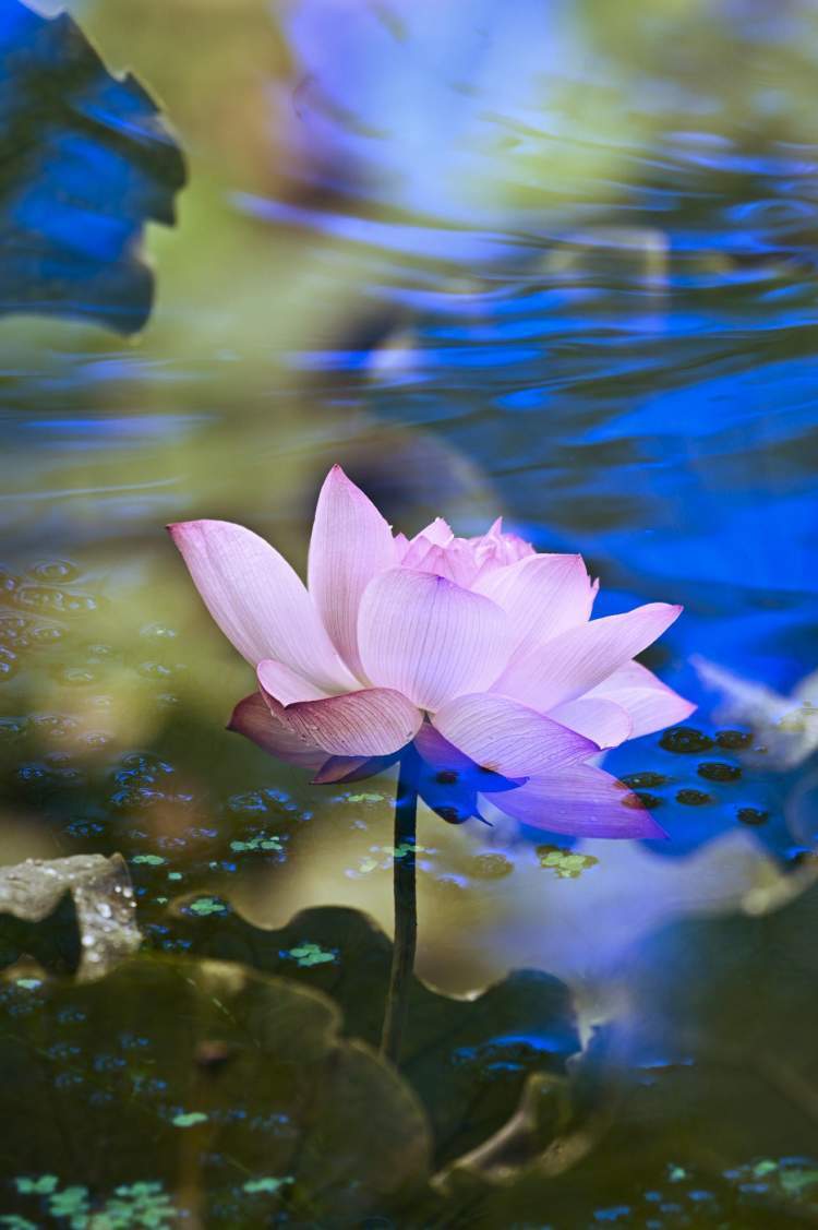 多重曝光的荷花会说话