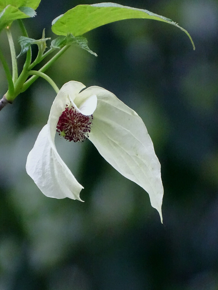 如白鸽飞舞,"植物界的大熊猫"珙桐树开花啦!