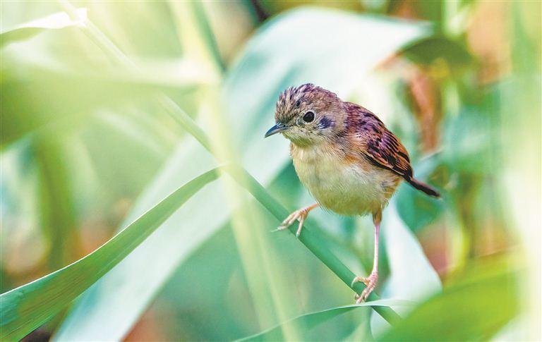 裁缝鸟金头扇尾莺首现厦门野生鸟类记录达到447种