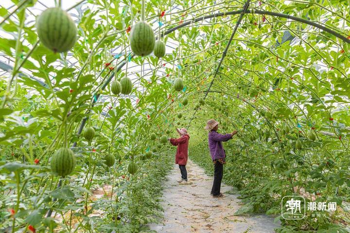 空中西瓜上市 台州温岭解锁生长"新姿势"