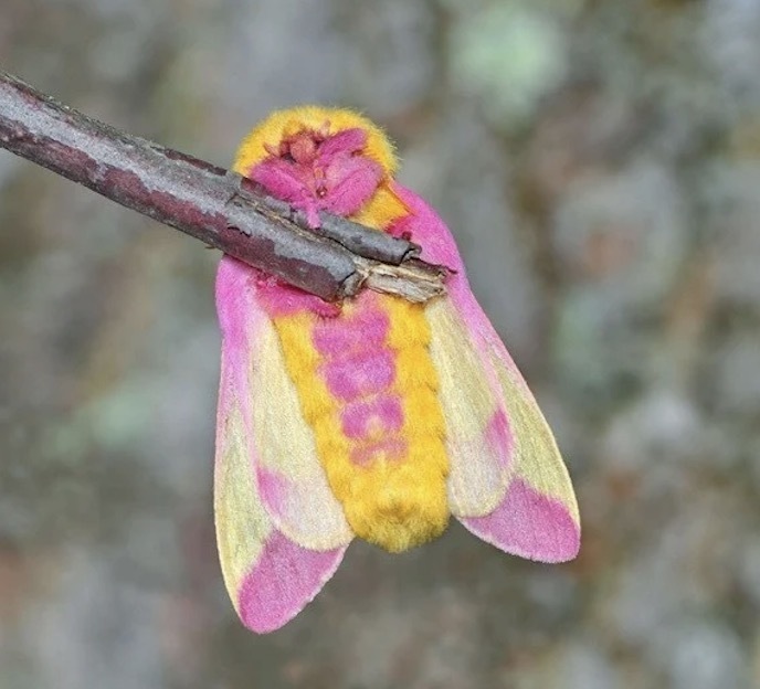 玫瑰枫叶蛾美到让人挪不开眼,其实它们的亲戚里面,也有其他不少能和