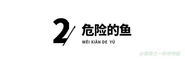 男子在新加坡钓到黄貂鱼，放生时候被刺得流血，网友：剧毒！人还在吗？_腾讯新闻