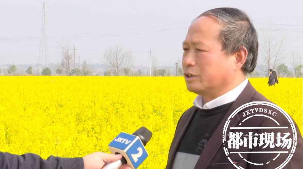 有美景更有幸福鹰潭余江千亩油菜花盛开靓眼又增收