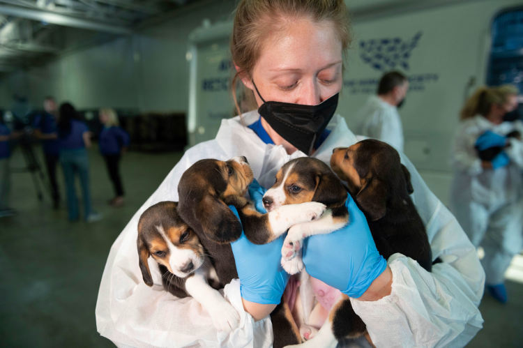 领养一只实验犬