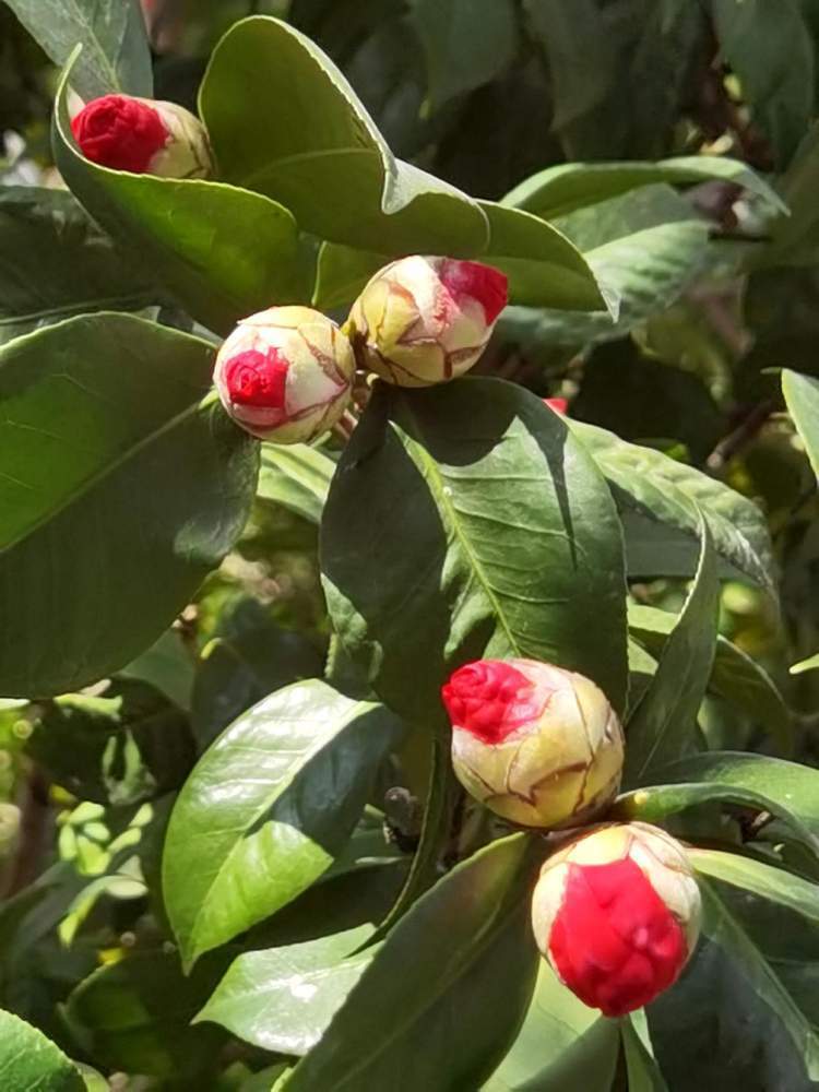 格蕾丝茶花图片图片