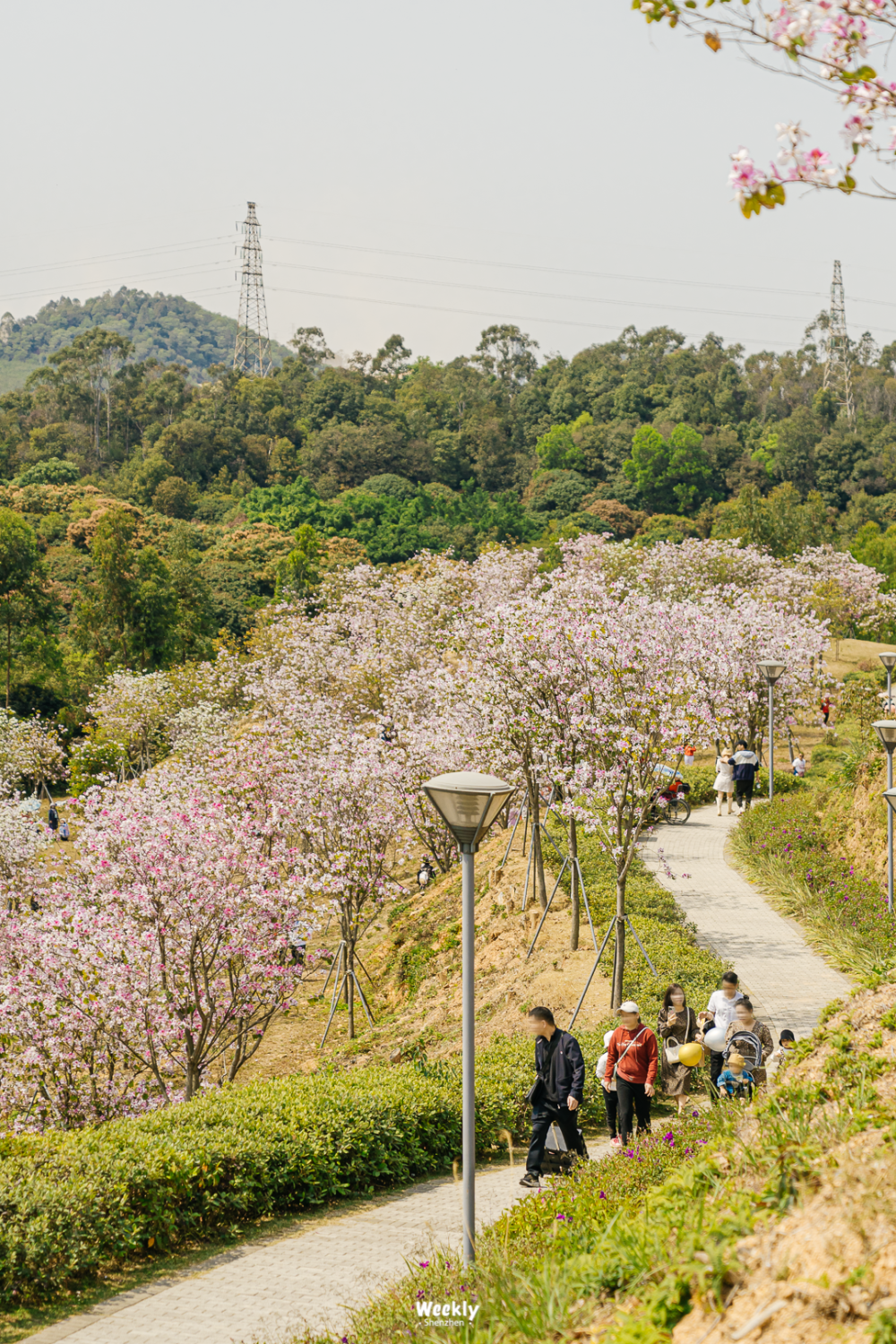 深圳平湖附近免费景点图片