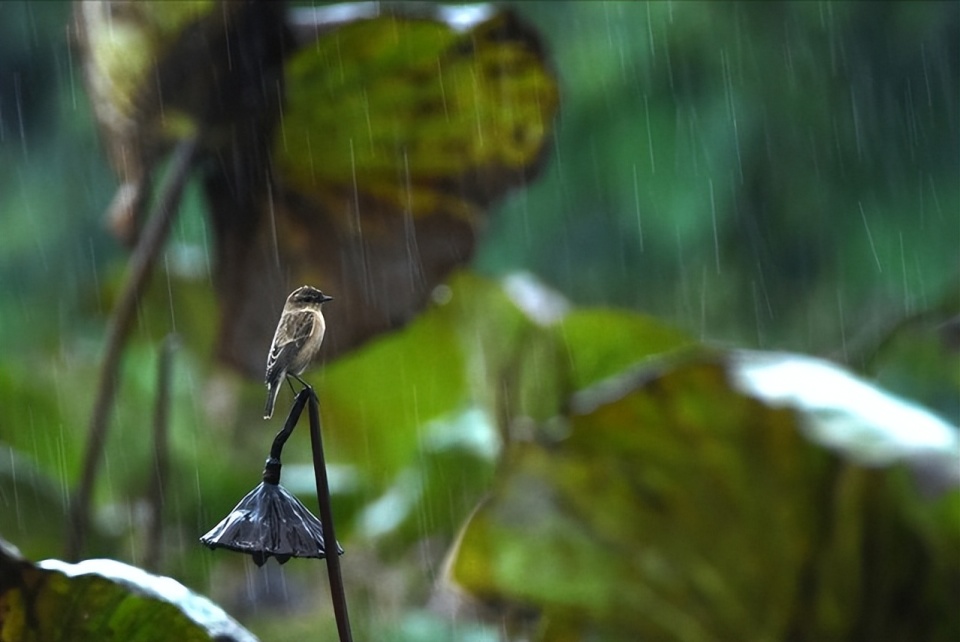 “处暑雨，难保米；处暑晴，秋老虎”，8月23日处暑，晴天好还是下雨好？_腾讯新闻