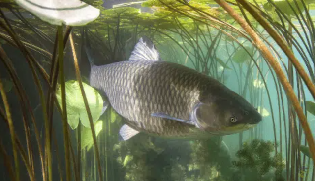 草鱼身为四大家鱼,产卵量达138万枚!为何野外种群却不断减少?