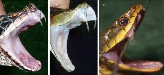 动物趣闻:毒蛇有趣的毒牙——固定和合拢_腾讯新闻