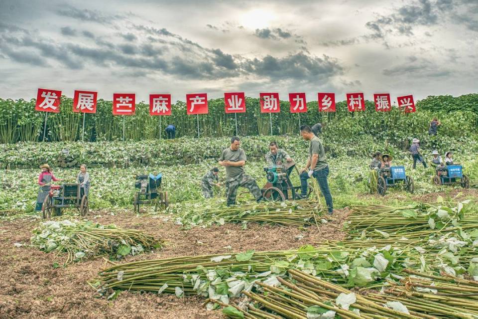 苎麻,是四川省大竹县的六张名片之一,大竹县因此有了"中国苎麻之乡"的