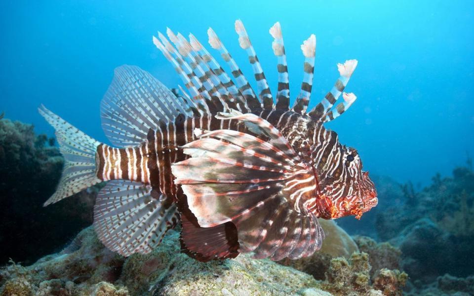 它们是水中的"刺玫瑰",带你了解三种有毒海鱼