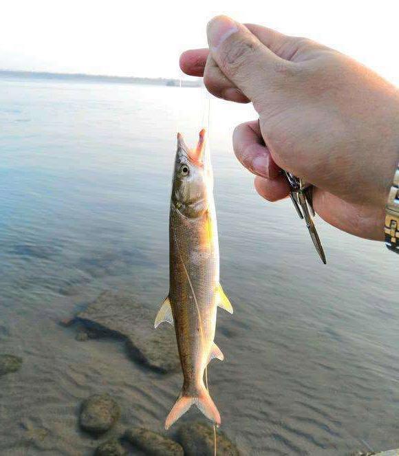 长江巨型鱤鱼频频出现被钓鱼人擒获是什么信号