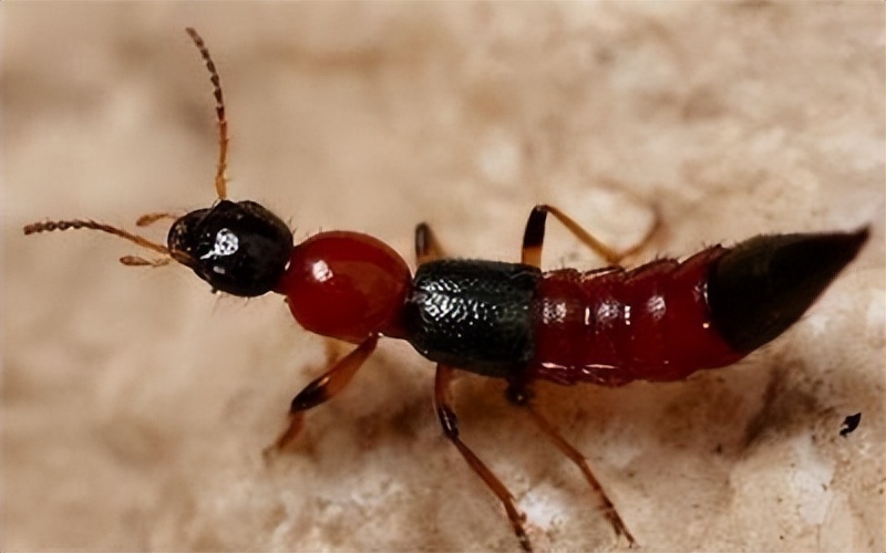 今年感觉隐翅虫为什么格外多?这种虫子为何被称为"飞行的硫酸"?