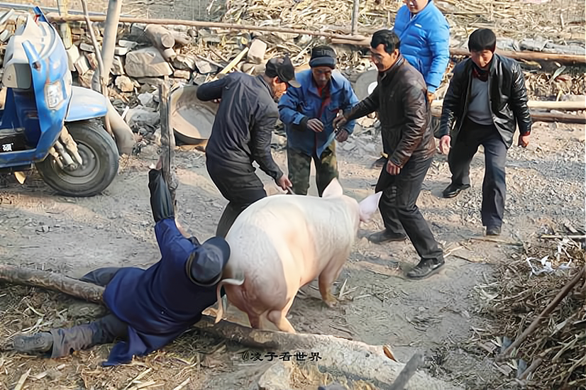 "二十六,杀猪割年肉",老规矩不能忘,牢记4点禁忌,忌什么?_腾讯新闻