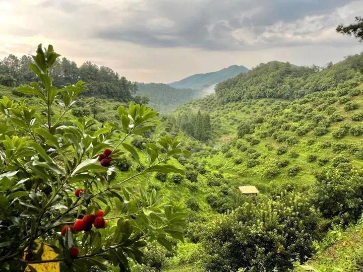 径山镇绿景堂采摘基地余杭区价格:188元/人【可带走一盒精选杨梅(约4.