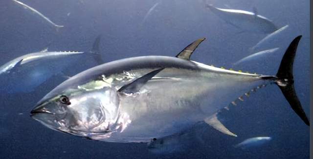 台湾渔船捕获269公斤黑鲔鱼价格上百万号称全台第一鲔