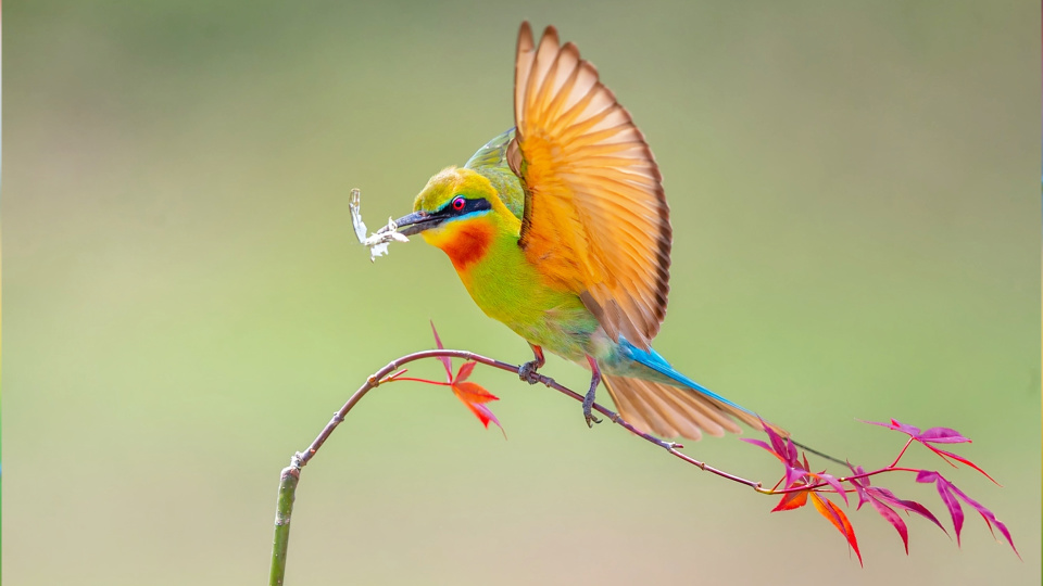 漂亮小鸟飞抵红树林自然保护区,有颜值还宠妻,一个繁殖季投喂70天