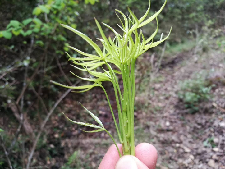 梁王茶(图/半夏)人工种植的鸡枞(图/来自网络)六,在城市挖野菜吃安全