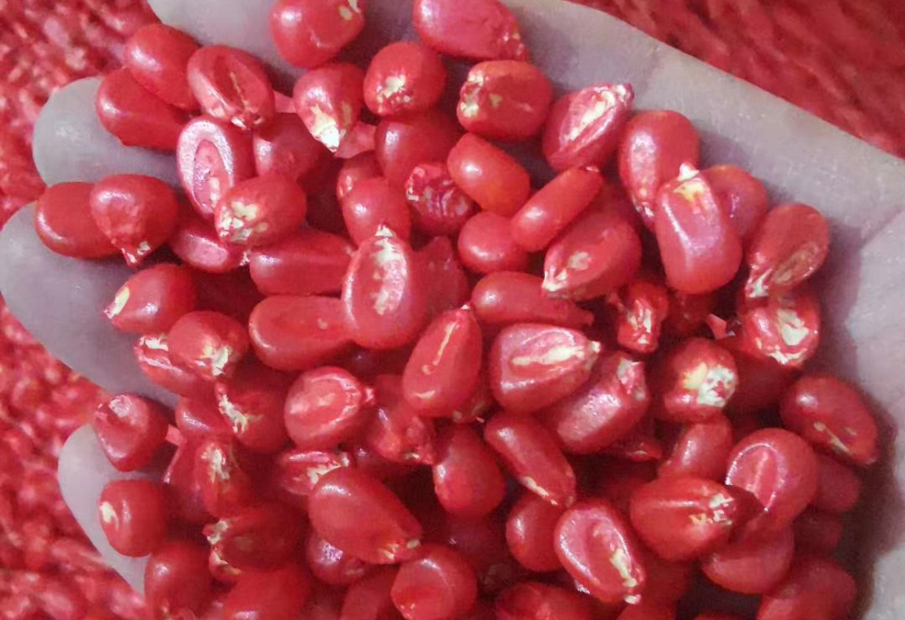 购买玉米种子,为何紫粒比红粒贵?大粒比小粒贵?别被"套路"了_腾讯新闻