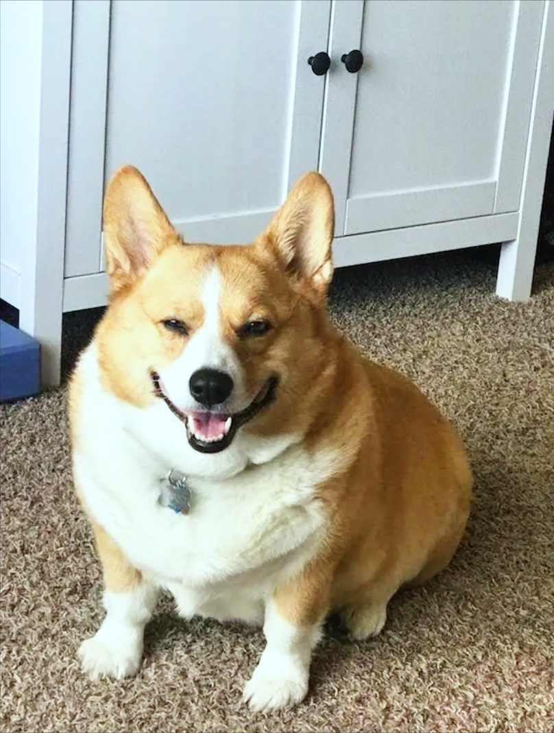 潍坊全国首只柯基警犬出警被围观,从萌宠变警犬它的狗生怎么开挂的?