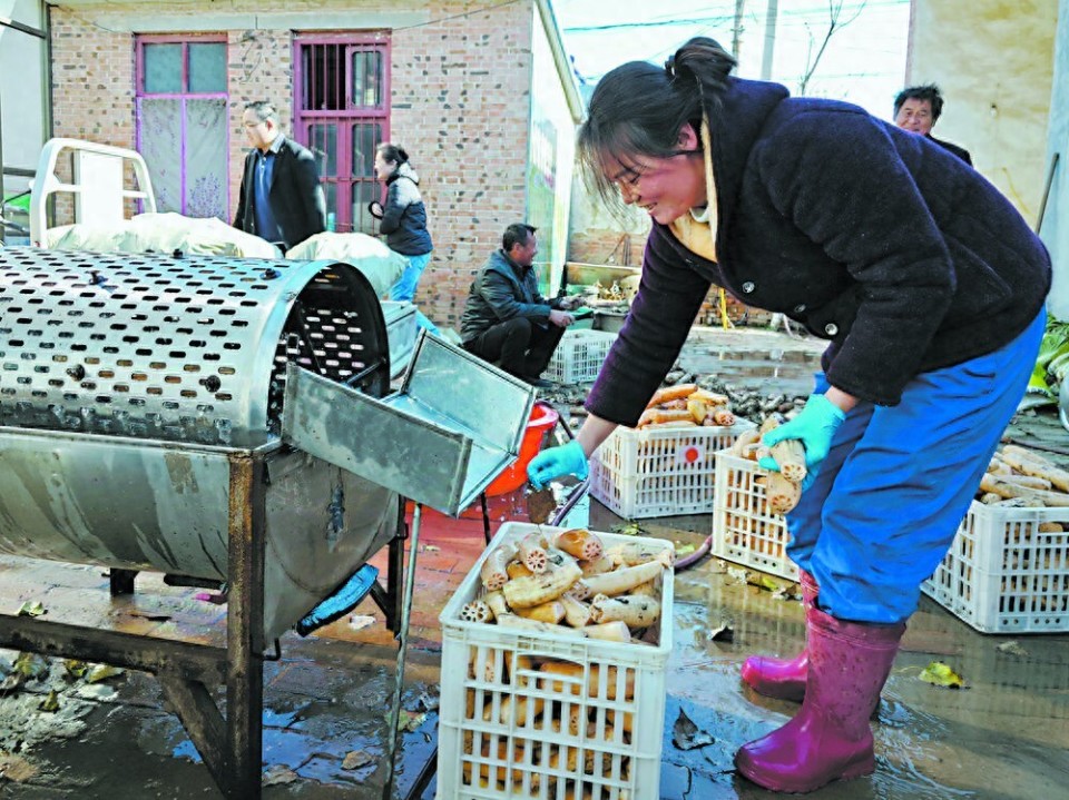 致富经藕视频(致富经2020年种植全集)