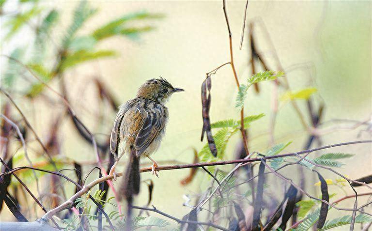 裁缝鸟金头扇尾莺首现厦门野生鸟类记录达到447种
