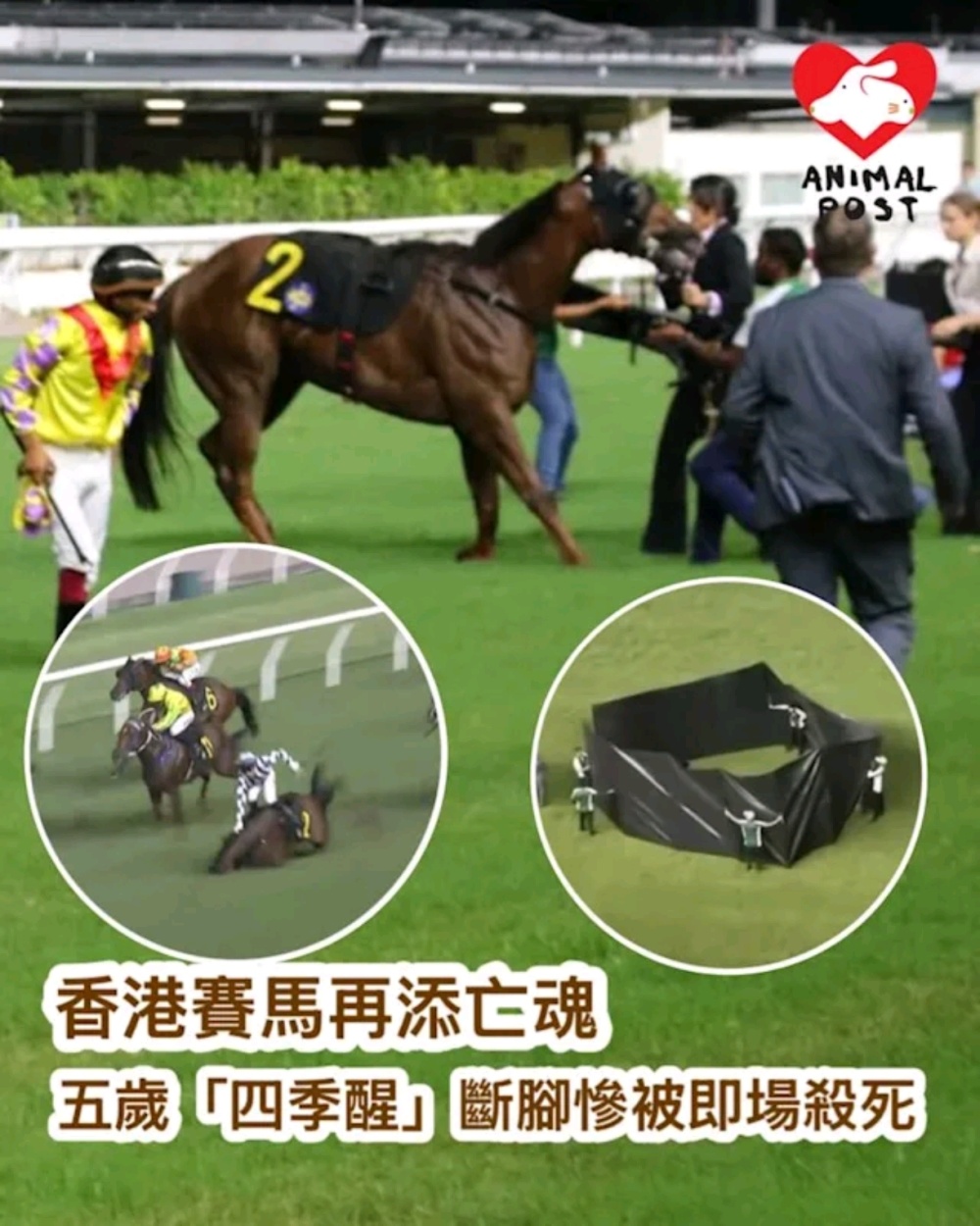 残忍！香港赛马骨裂被当场安乐死媒体人怒批：收买人命虐待动物-腾讯新闻