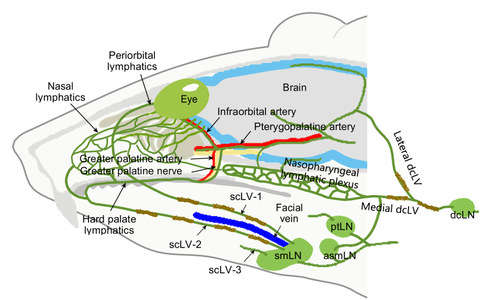 引流器排泄怎么用知名期刊Nature发表：按摩这些部位，帮助大脑排泄代谢废物和毒素，逆转大脑衰老_https://www.jmylbn.com_新闻资讯_第1张