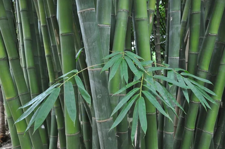 竹菌、竹虫……你们的口味是越来越重了啊！_腾讯新闻
