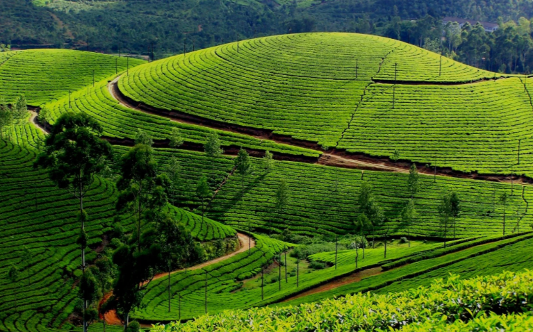 评论| 喀拉拉邦如何成为"低收入高发展"的"印度奇迹"?