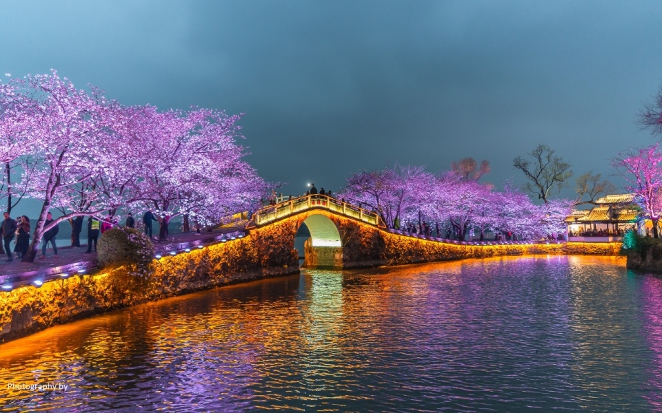 太湖鼋头渚夜樱_腾讯新闻