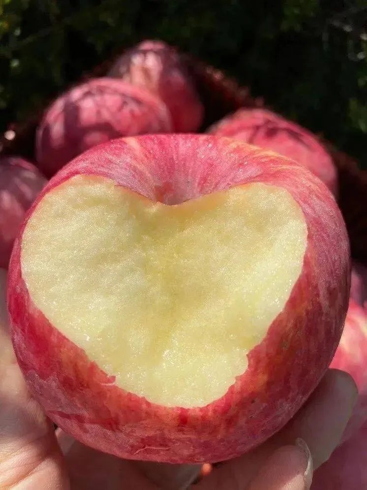 正宗洛川苹果下树啦!不打蜡带皮吃,多汁脆甜