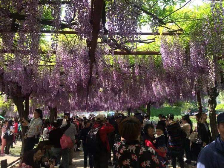 本周末这里可能要堵车紫藤盛花期来了嘉定这个小公园或采取暂停入园的