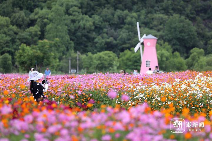 铜鉴湖花海绽放 游人置身"童话世界"