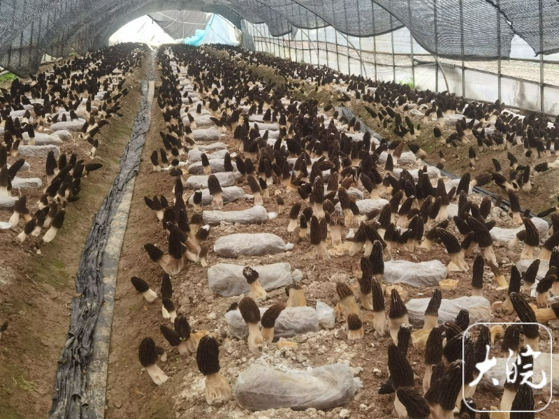 2022年流转土地200亩,发展羊肚菌大棚种植