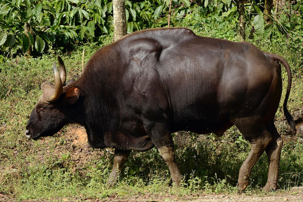 村民地里劳作被印度野牛顶伤,最大牛科生物曾杀死老虎,却比大熊猫还