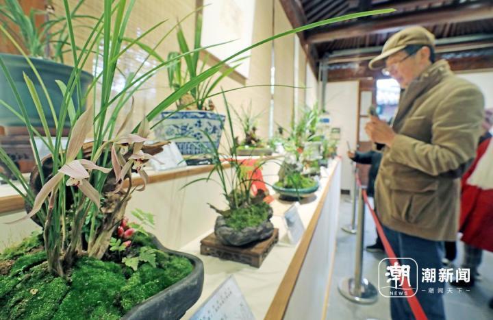杭州兰花盛会 香溢郭庄_腾讯新闻
